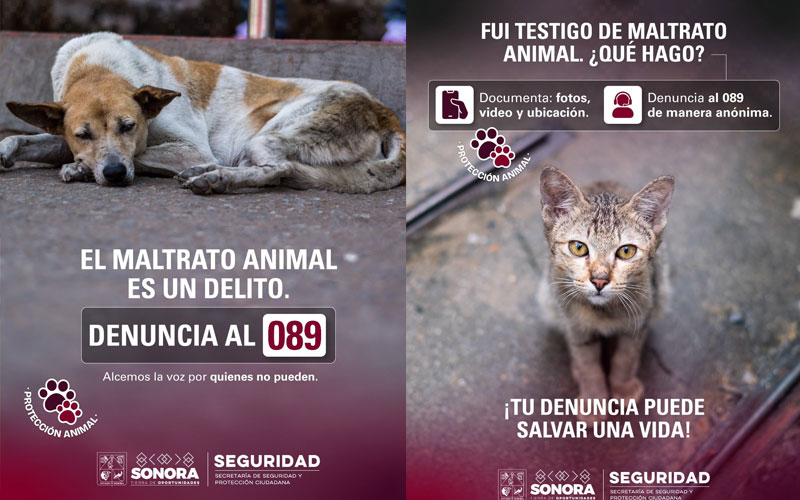 SSPC recibe 346 denuncias por maltrato animal a través de la línea 089 en Sonora