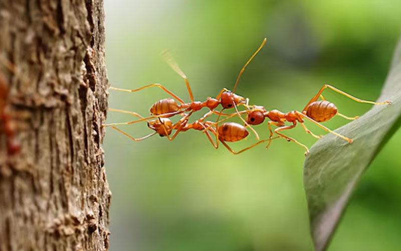 Las hormigas superan a los humanos resolviendo problemas en equipo