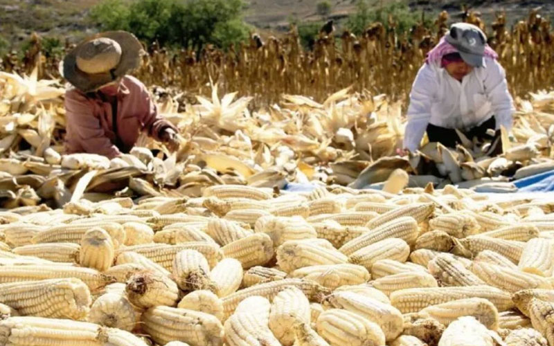 Gobierno inicia entrega de apoyos a más de 26 mil productores de maíz en Sinaloa