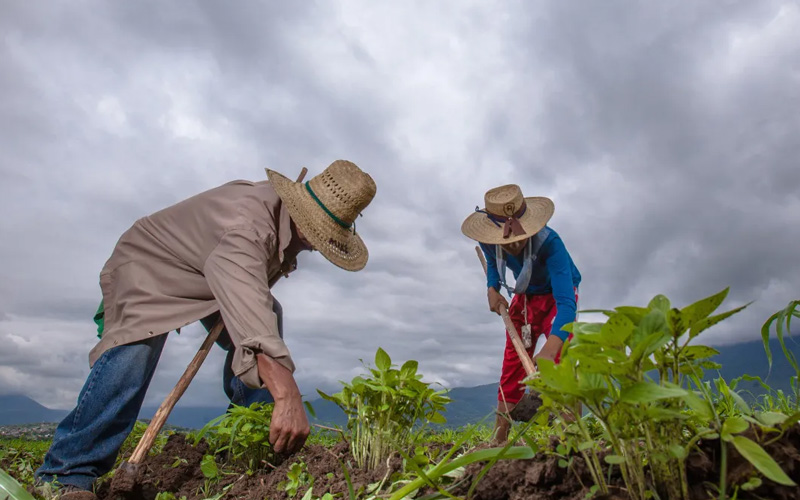 México busca reducir emisiones del sector agropecuario de 133 a 102 millones de toneladas para 2030