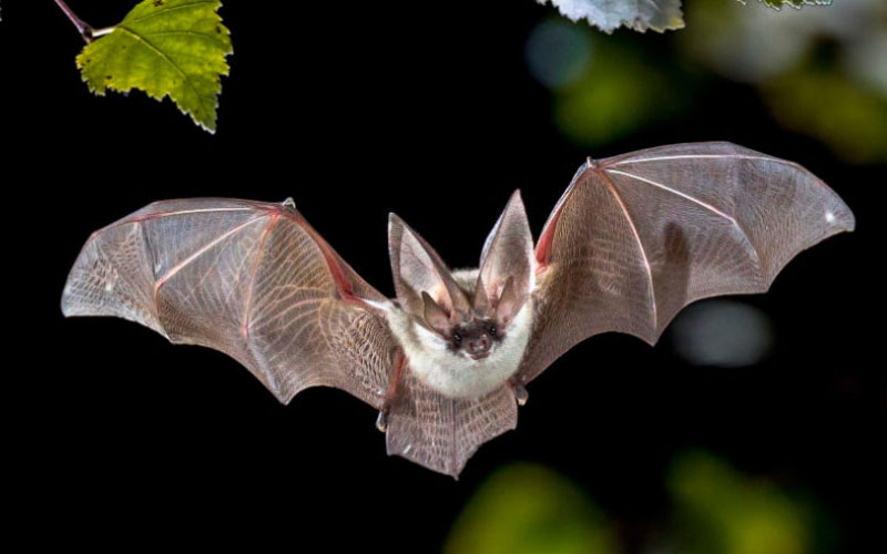 El murciélago, un mamífero mal comprendido y víctima de mitos