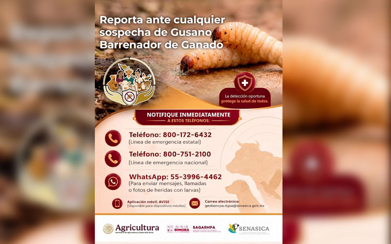 Sonora refuerza vigilancia y pide reportar sospechas de gusano barrenador