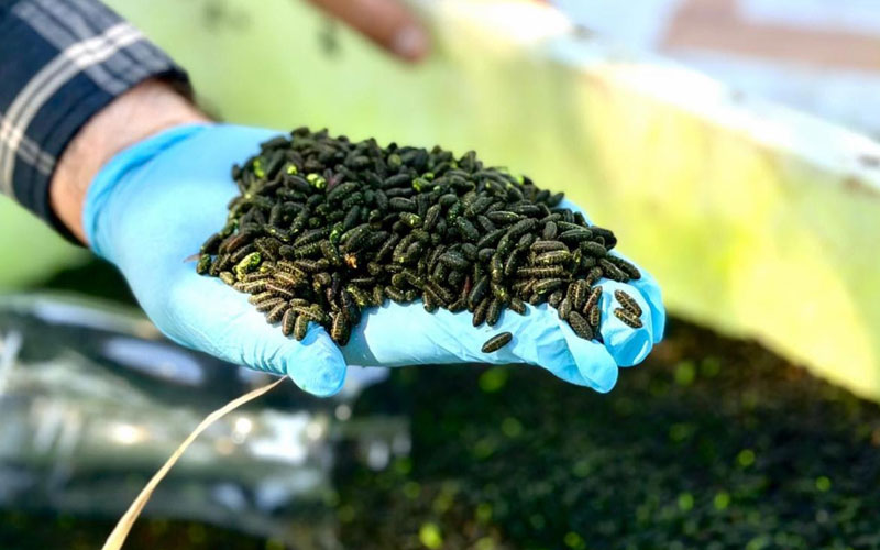 Sonora intensifica dispersión de mosca estéril para contener gusano barrenador del ganado
