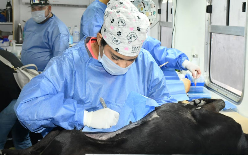 Hermosillo realizará jornada de castración para mascotas del 19 al 24 de octubre