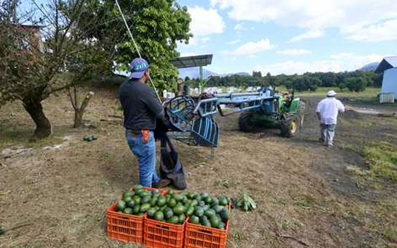 De actividades no agrícolas, 60% de los ingresos en el campo