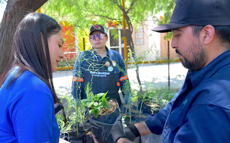 Hermosillo Crece Verde donará árboles nativos gratuitamente este viernes 11 de septiembre