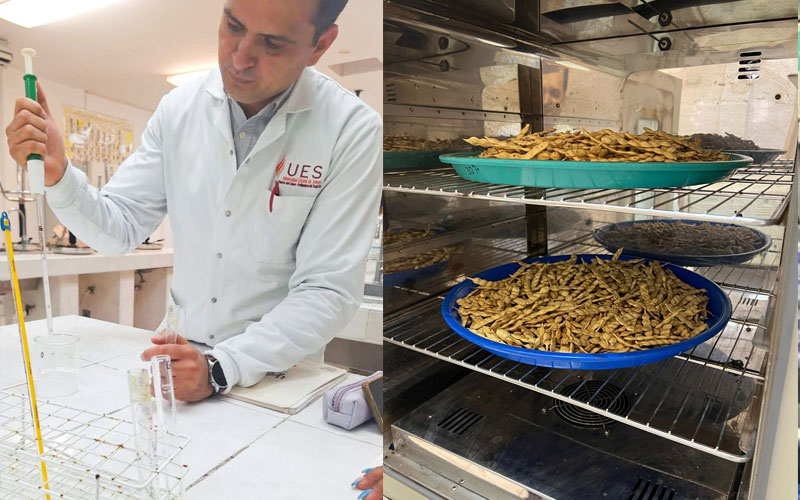 Investigador de la UES desarrolla biopelículas biodegradables con desechos agrícolas