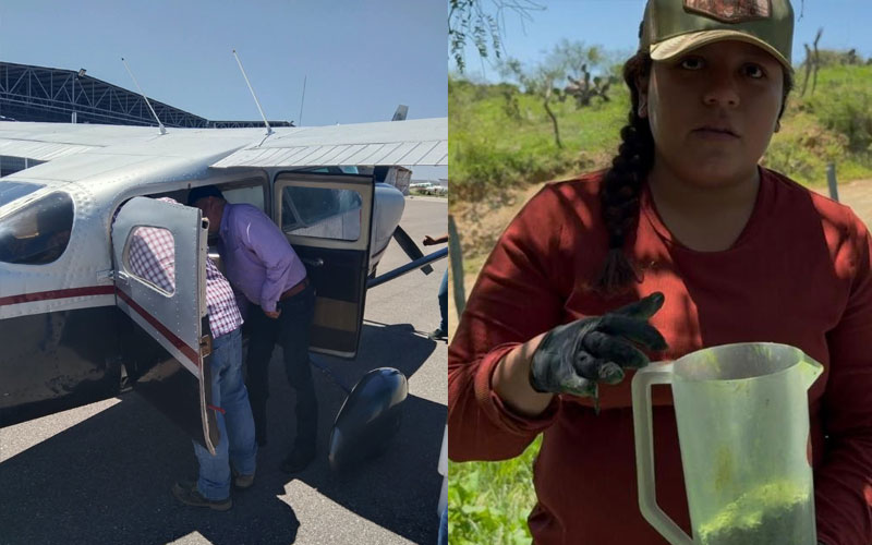 Sonora refuerza operativo contra gusano barrenador con 22 millones de moscas estériles