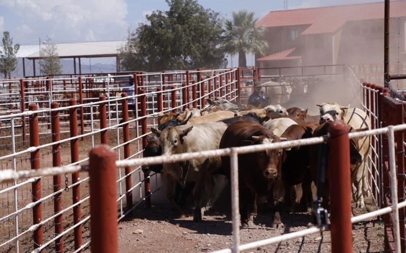 Sonora refuerza vigilancia contra el gusano barrenador tras reapertura de exportación de ganado a EU