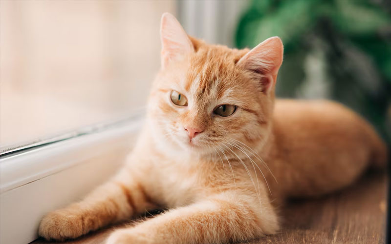 Científicos identifican el gen responsable del pelaje naranja en los gatos
