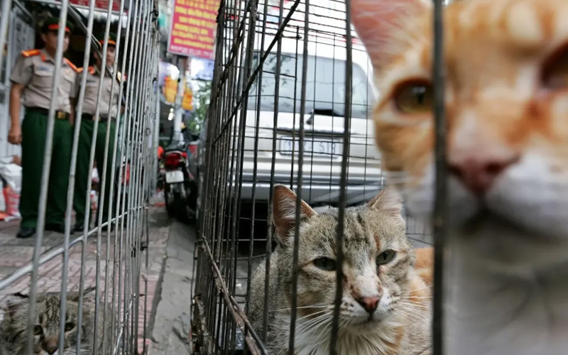 Detienen en Vietnam a 12 sospechosos de robar y revender 2 mil 700 gatos