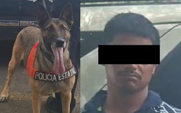 Unidad K-9 de la PESP detiene a hombre con metanfetamina en Hermosillo
