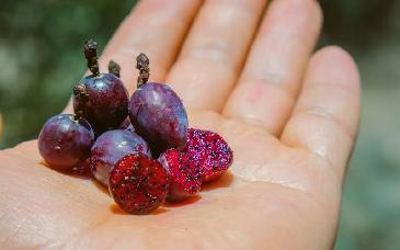 Garambullo, fruto mexicano con potencial para proteger la salud intestinal y frenar el cáncer de colon, revela estudio científico