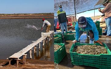 Cosaes destaca altos niveles sanitarios y productivos del camarón sonorense en el ciclo 2025