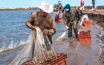 EU mantiene autorización al camarón mexicano tras evaluación ambiental