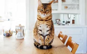 Las 6 ideas más locas para hacer negocios con gatos