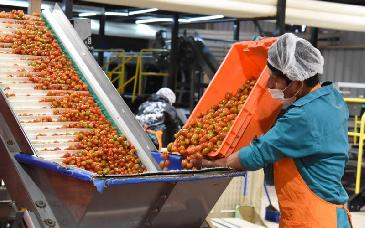 Gobierno de Sonora destaca recuperación del tomate rojo en el sur del estado