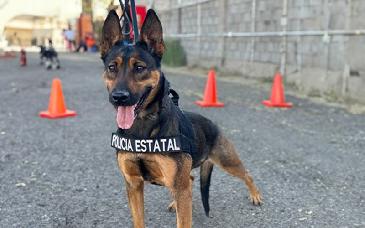 Unidad Canina K-9 de la PESP recupera vehículo robado en Hermosillo