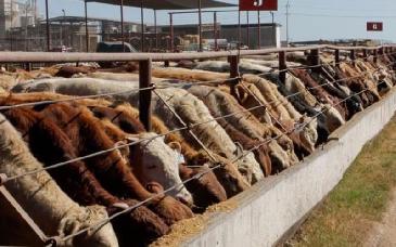 Sin fecha, la reapertura de la frontera a exportaciones de ganado