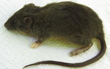 Descubren nueva especie de pequeño roedor en selva de Perú