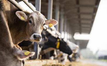 Plaga del gusano barrenador suma 698 casos activos