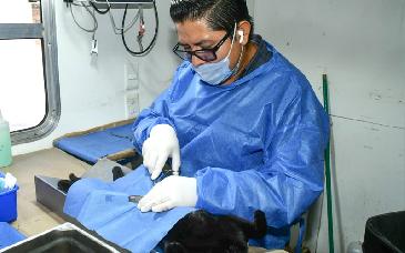 IMBA anuncia jornadas gratuitas de castración para animales de compañía