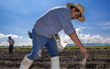 Plan Nacional Frijol entregará 5 mil 300 toneladas de semilla a productores