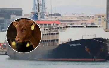 Tras un mes a la deriva, ganado uruguayo logra desembarcar en Libia en buen estado sanitario
