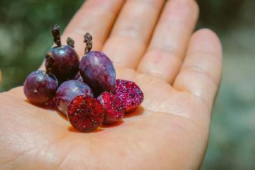 Garambullo, aliado contra el cáncer de colon