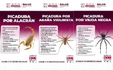 Gobierno de Sonora llama a prevenir picaduras de arañas y alacranes en temporada de calor