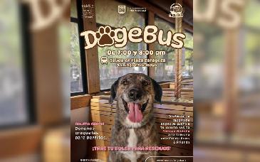 Llega el “DogeBus” a Hermosillo: paseo con mascotas en el festival Poms & Friends