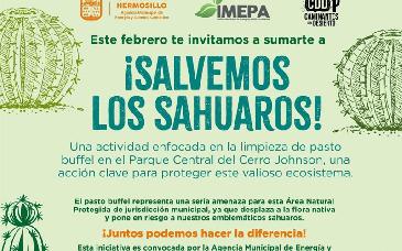 Gobierno de Hermosillo convoca a participar en jornada “¡Salvemos los Sahuaros!”