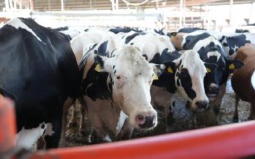 Sonora destaca aporte de productores lecheros a la seguridad alimentaria