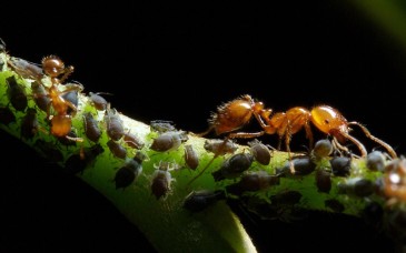 UNAM alerta sobre 43 especies de hormigas introducidas que podrían invadir ecosistemas de México