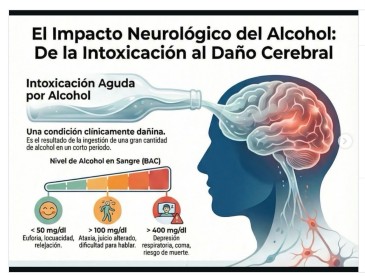 Alcohol Y Cerebro: Daño Silencioso Progresivo