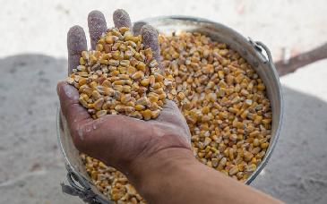 Ucrania e Israel chocan por presunto comercio de grano de zonas ocupadas
