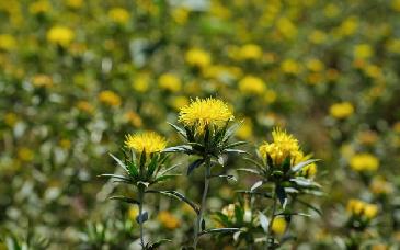 Gobierno de Sonora impulsa siembra de cártamo para enfrentar crisis hídrica
