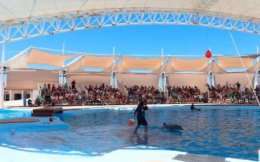Delfinario Sonora ajusta horarios por vacaciones de fin de año