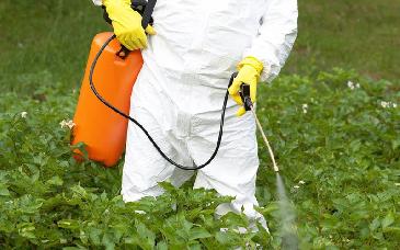 Sustituir el glifosato es prioridad para mejorar la salud, afirma Sheinbaum