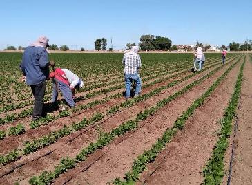 Hortalizas rescatan campo en Sonora