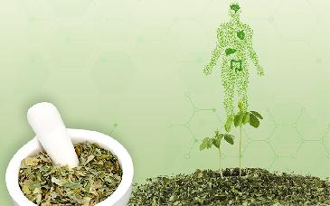 Moringa: la “planta milagrosa”