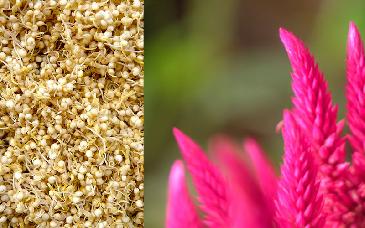 Evalúan calidad en la proteína del germinado de amaranto