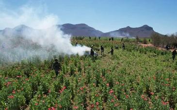 Marina destruye 37 plantíos de amapola ligados al CJNG en Nayarit
