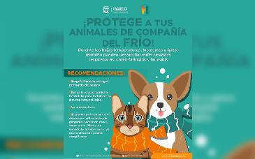 Llama Gobierno de Hermosillo a proteger a animales de compañía durante temporada invernal