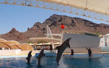 Arrancan actividades de Semana Santa en el Delfinario Sonora con espectáculos y educación ambiental