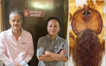 Descubren en Hermosillo nueva especie de araña y la bautizan Filistatinella bacanora