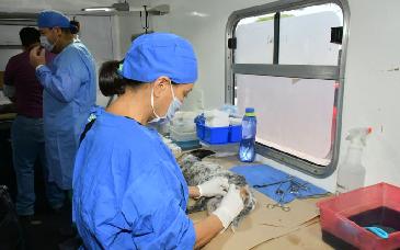 Invita Ayuntamiento de Hermosillo a aprovechar esterilizaciones gratuitas para perros y gatos