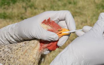 OMS: Transmisión de la gripe aviar al hombre es una 'gran preocupación'