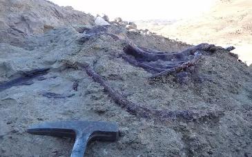 Descubren fósil de nuevo dinosaurio de enormes y poderosas garras en Argentina