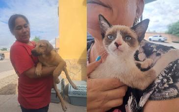 Jornada de esterilización en el fraccionamiento Oasis beneficia a perros y gatos de Hermosillo